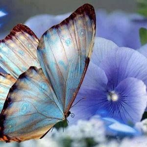 Meet your Posher, Reva